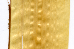 XT0001XX sezione longitudinale tangenziale