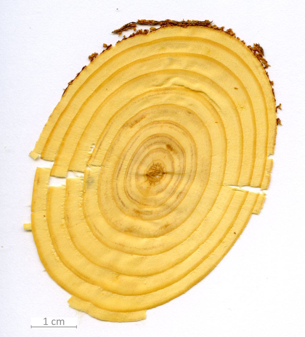 001_XT0063XX sezione trasversale