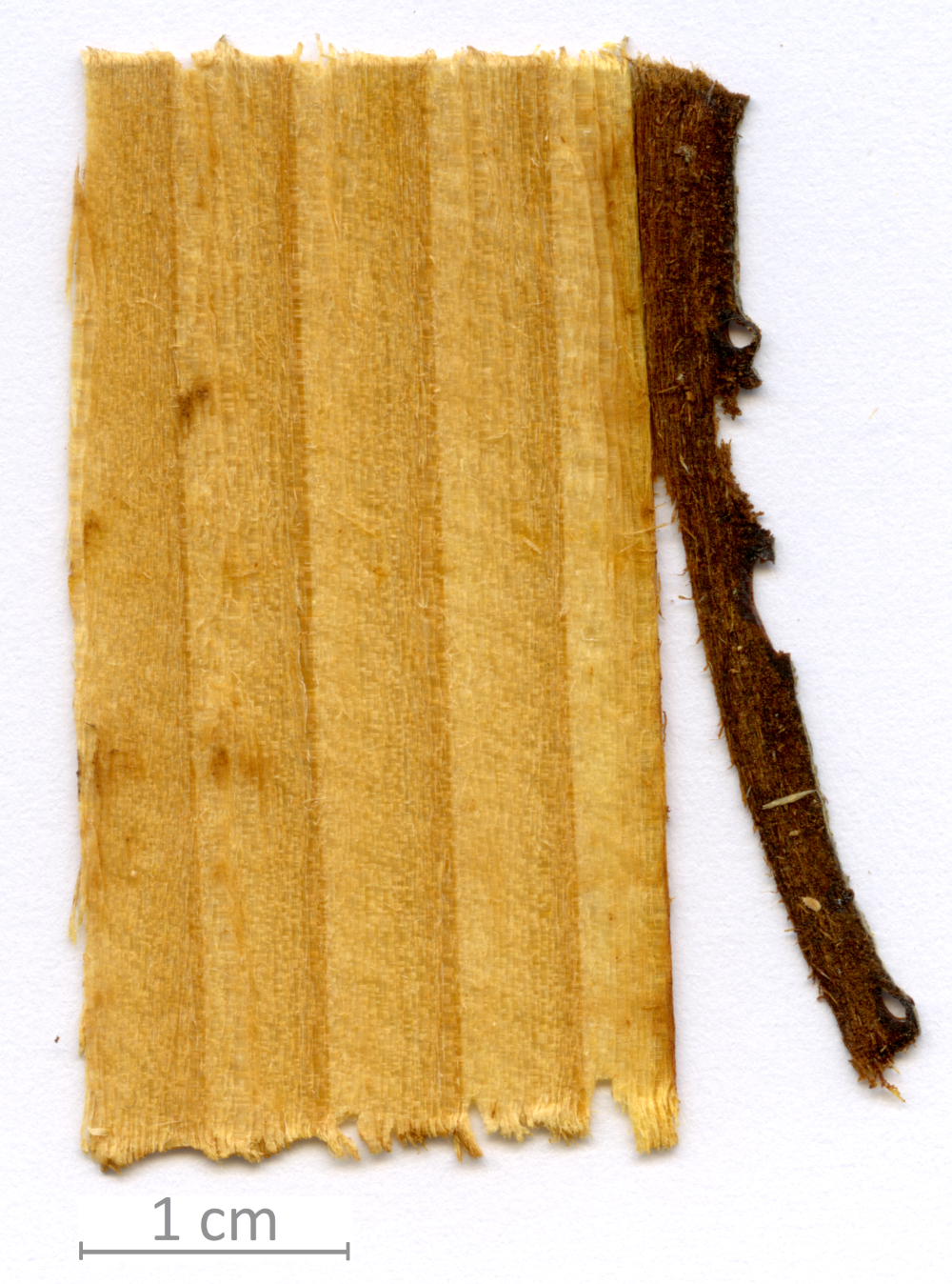 002_XT0064XX001 sezione longitudinale