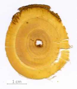 002_XT0064XX001 sezione trasversale