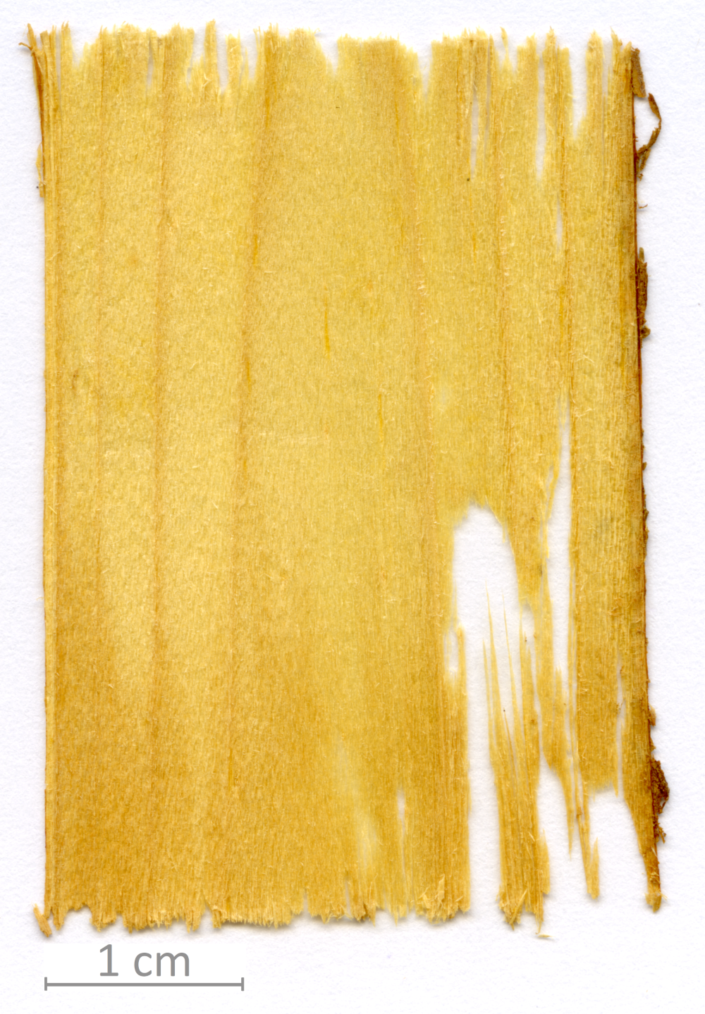 003_XT0062XX_sezione longitudinale