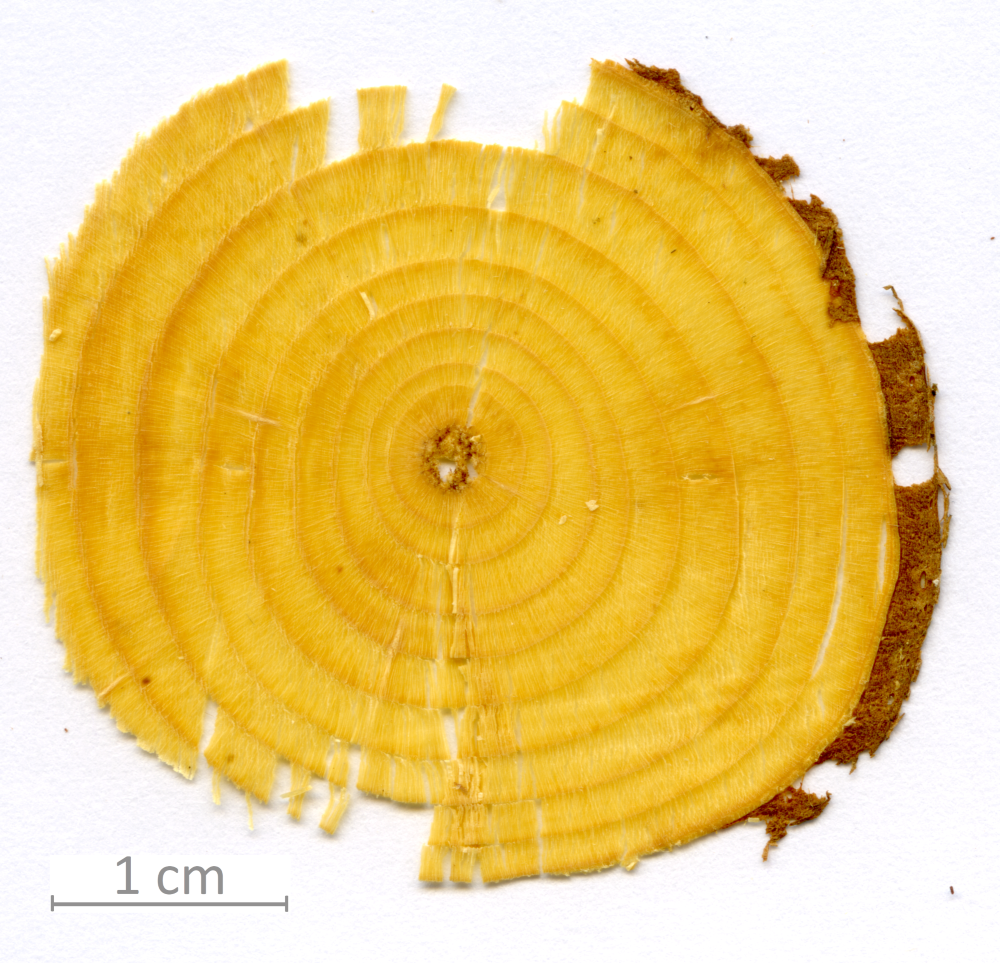 003_XT0062XX_sezione trasversale