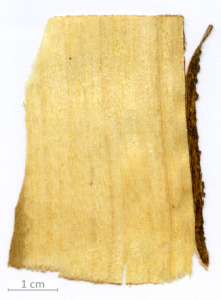 004_XT0161XX sezione longitudinale