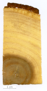 004_XT0161XX sezione trasversale