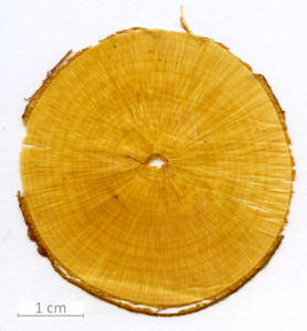 006_XT0016XX sezione trasversale