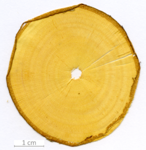 008_XT0017XX sezione trasversale