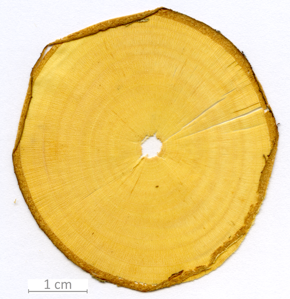 008_XT0017XX sezione trasversale