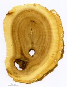 010_XT0160XX sezione trasversale