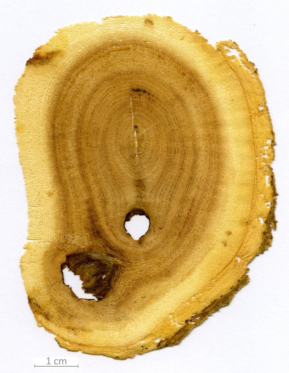 010_XT0160XX sezione trasversale