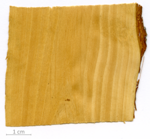 011_XT0031XX sezione longitudinale