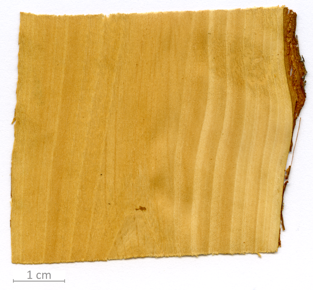 011_XT0031XX sezione longitudinale