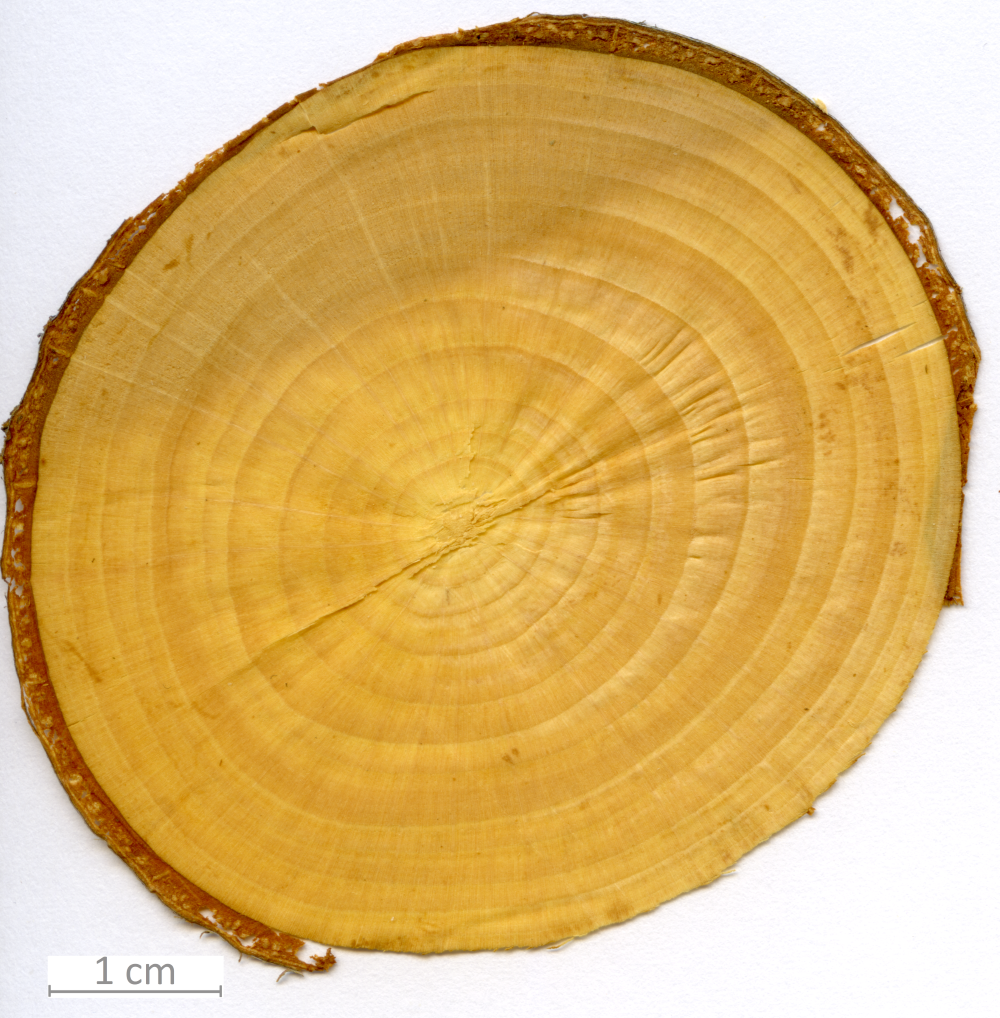 011_XT0031XX sezione trasversale