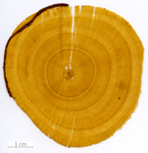 012_XT0032XX sezione trasversale