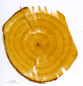 013_XT0033XX sezione trasversale