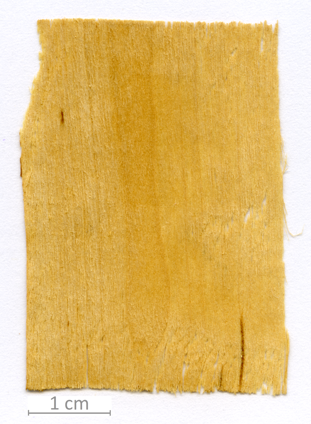 014_XT0065XX sezione longitudinale radiale