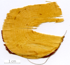 014_XT0065XX sezione trasversale