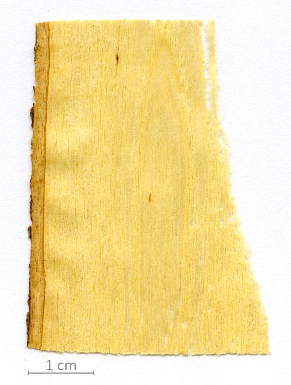 015_XT0005XX sezione longitudinale radiale