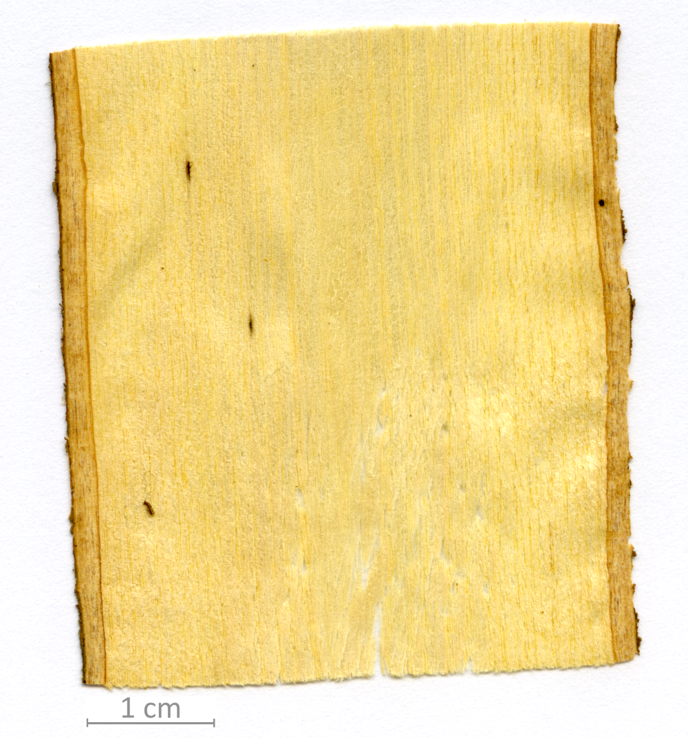 015_XT0005XX sezione longitudinale tangenziale