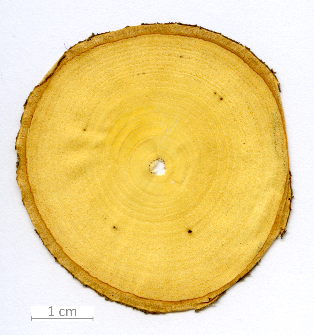 015_XT0005XX sezione trasversale