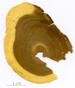 016_XT0116XX sezione trasversale