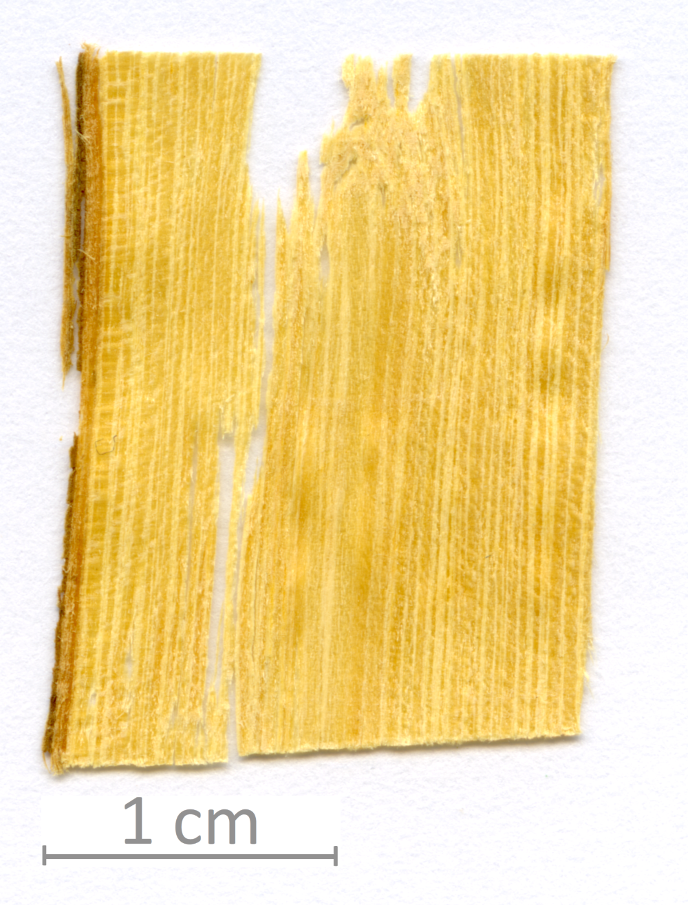 017_XT0036XX sezione longitudinale radiale