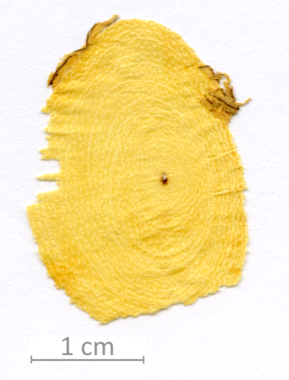 017_XT0036XX sezione trasversale