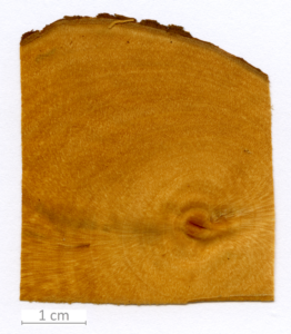 019_XT0168XX sezione trasversale