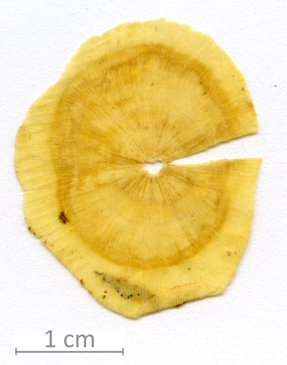 020_XT0060XX sezione trasversale