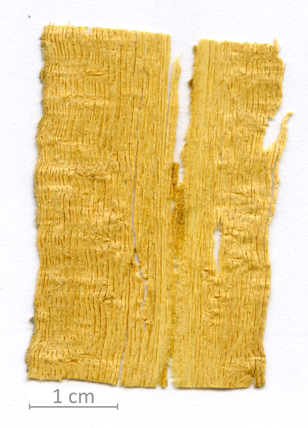 021_XT0013XX sezione longitudinale radiale