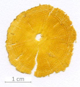 021_XT0013XX sezione trasverale