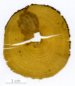 022_XT0066XX sezione trasversale