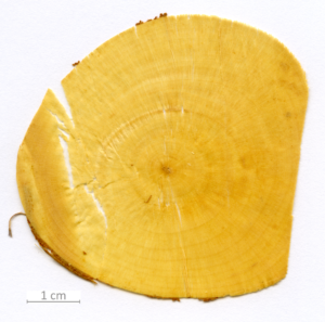 023_XT0082XX sezione trasversale