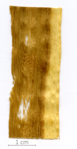 025_XT0037XX sezione longitudinale radiale