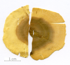 025_XT0037XX sezione trasversale