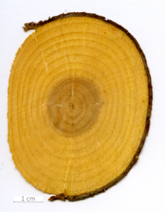 027_XT0011XX sezione trasversale