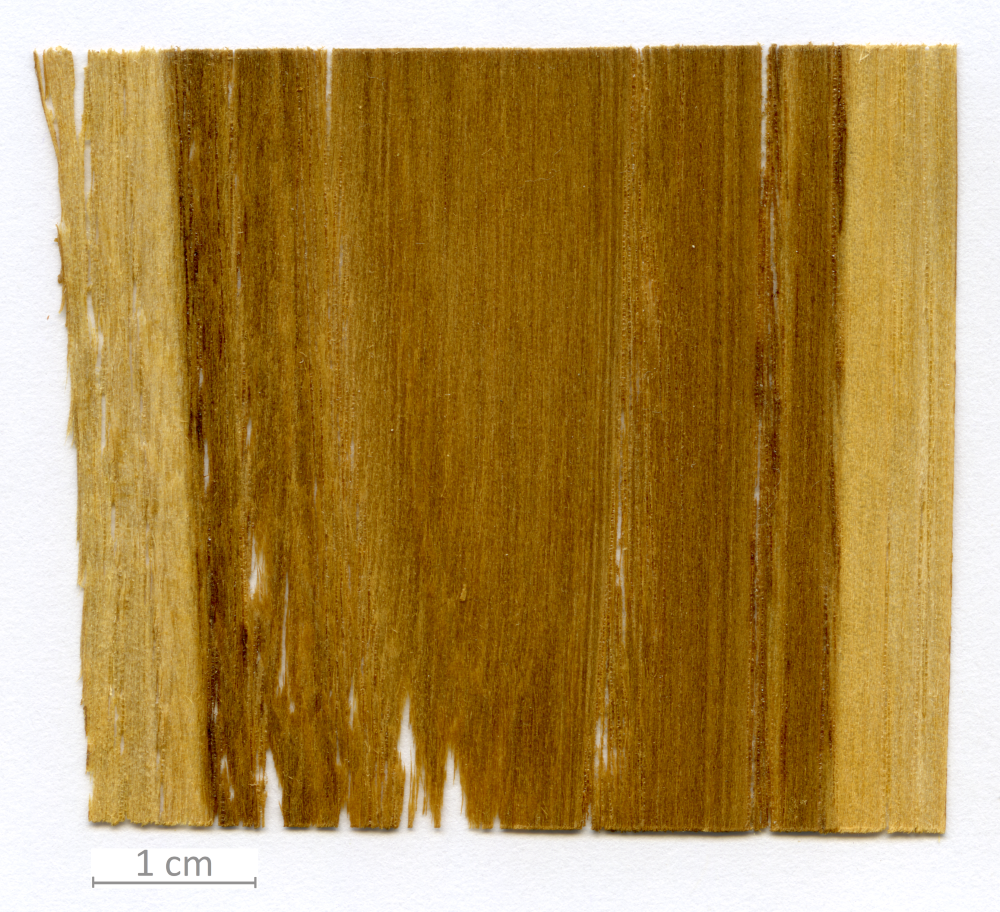 028_XT0003XX sezione longitudinale radiale