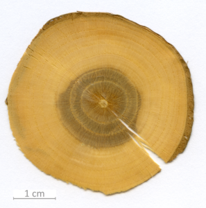 028_XT0003XX sezione trasversale