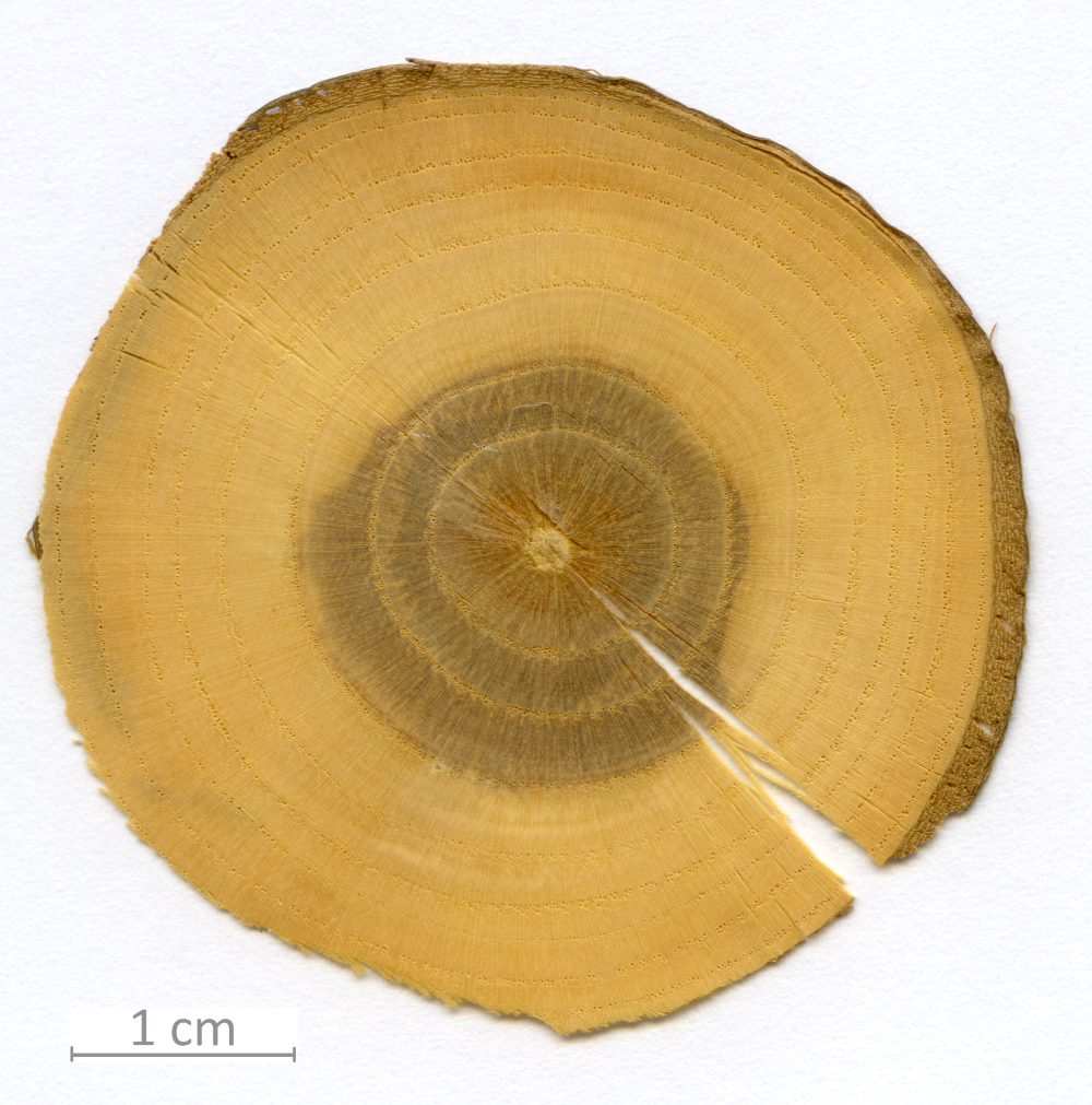 028_XT0003XX sezione trasversale