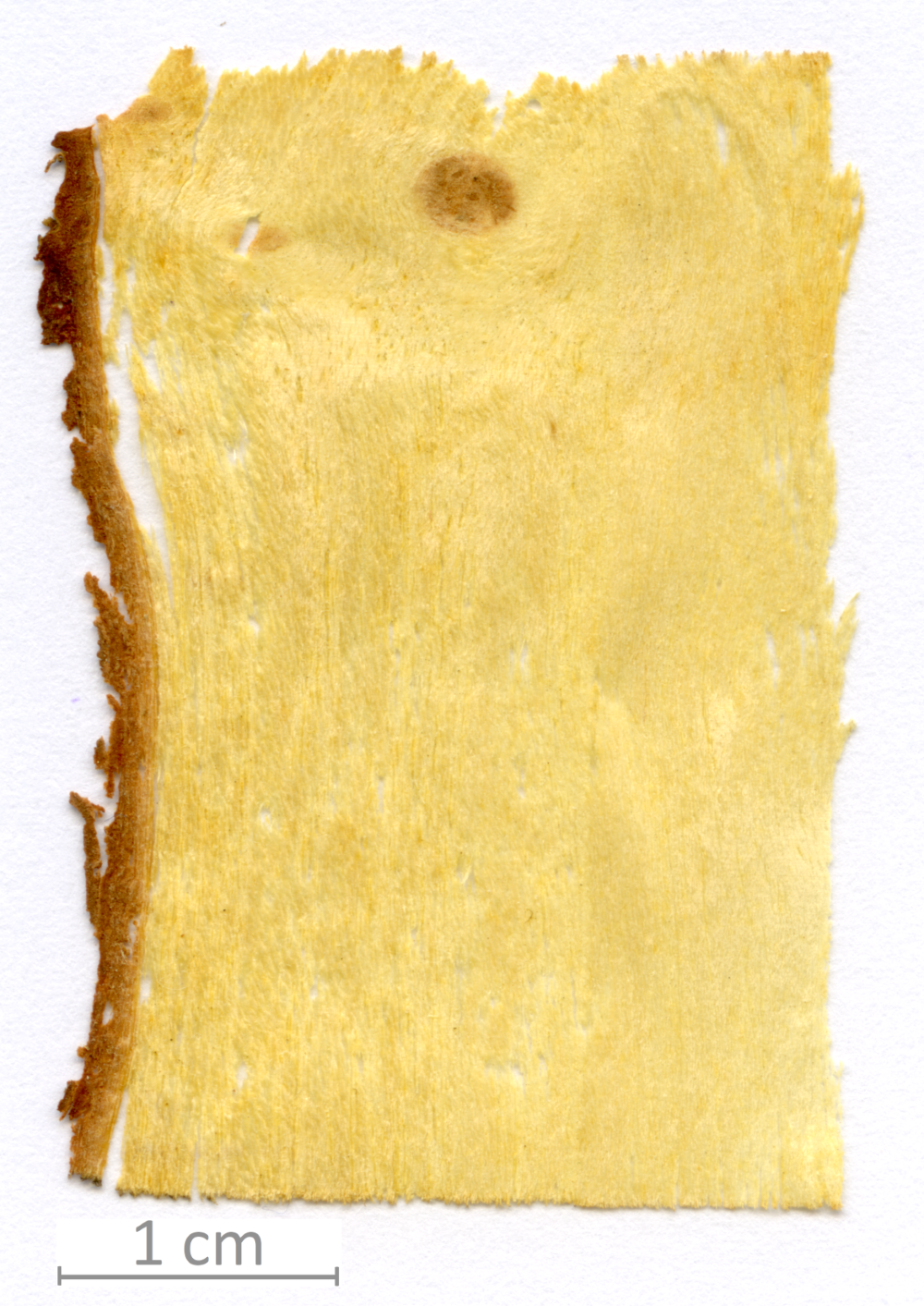 030_XT0049XX sezione longitudinale radiale