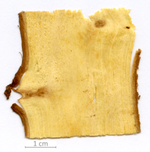 030_XT0049XX sezione longitudinale tangenziale