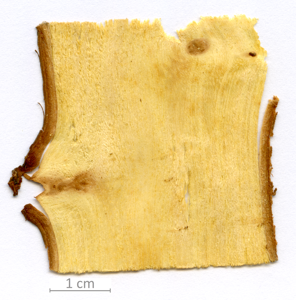 030_XT0049XX sezione longitudinale tangenziale