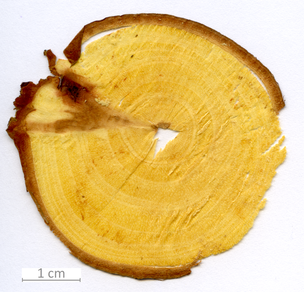 030_XT0049XX sezione trasversale