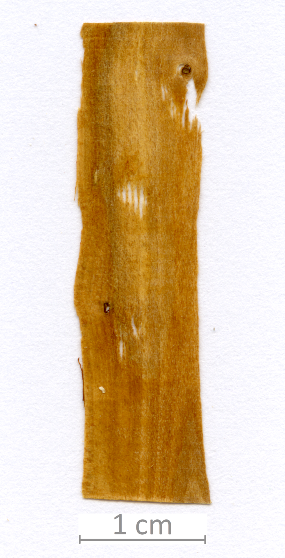 033_XT0035XX sezione longitudinale radiale