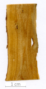 033_XT0035XX sezione longitudinale tangenziale