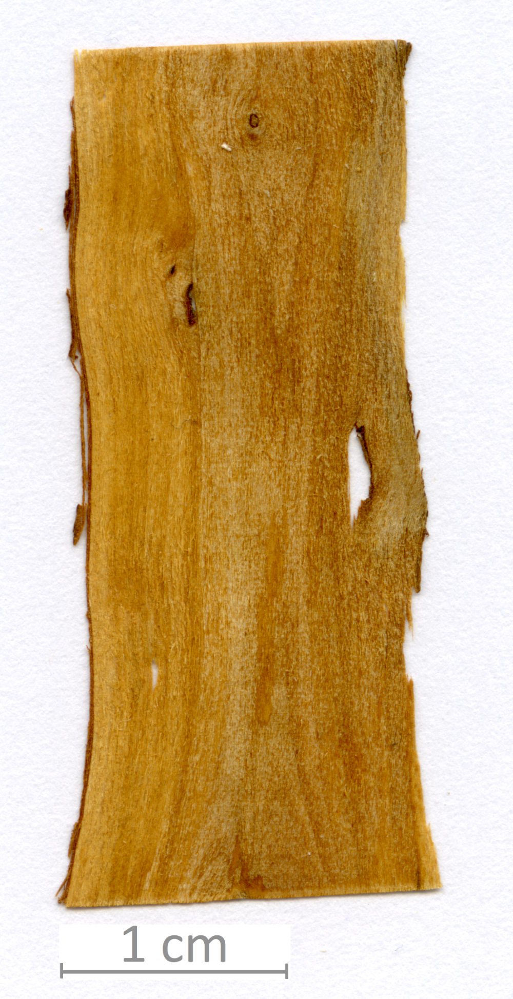 033_XT0035XX sezione longitudinale tangenziale