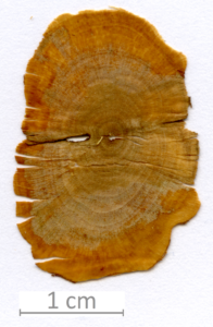 033_XT0035XX sezione trasversale