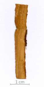 035_XT0014XX sezione longitudinale radiale