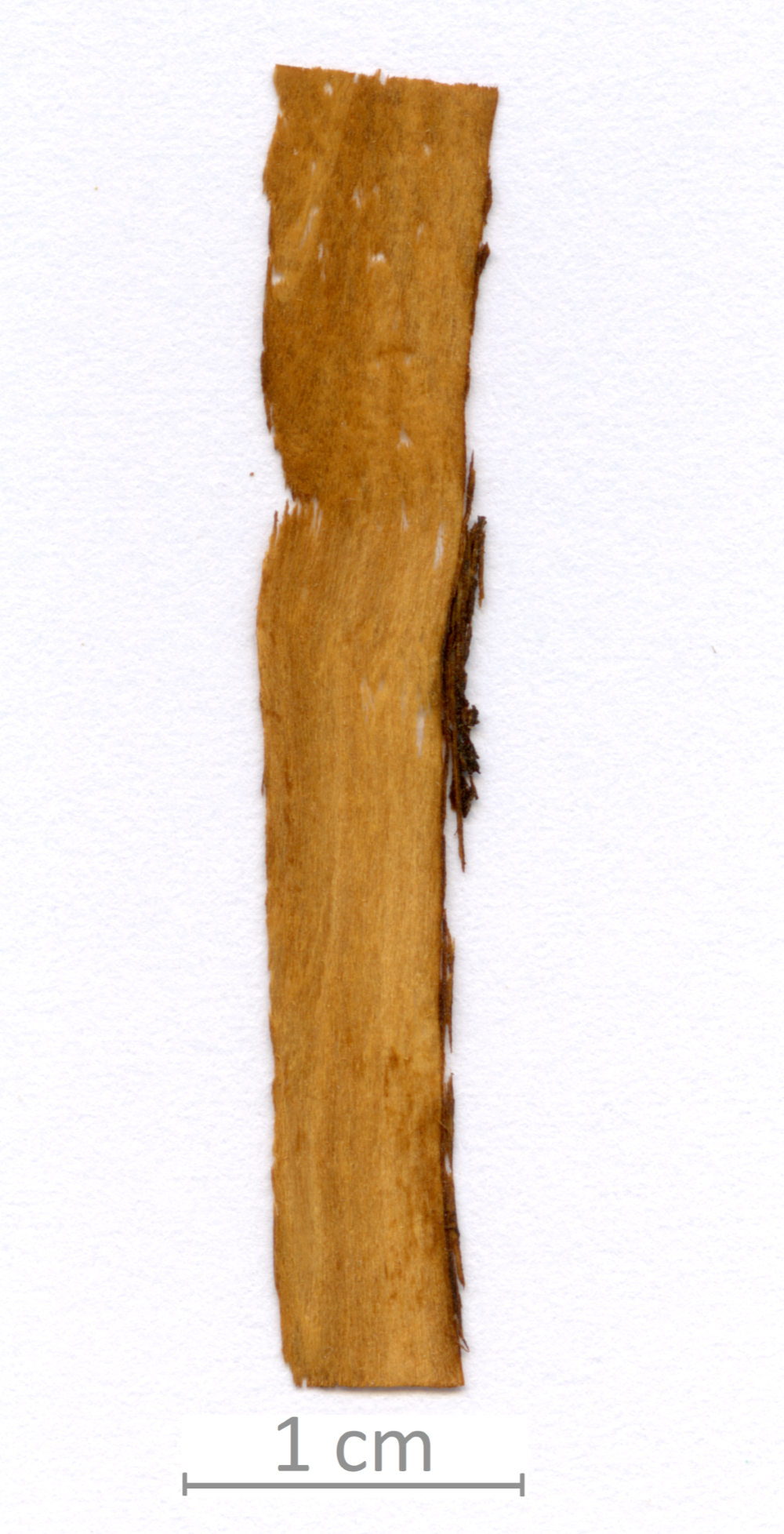 035_XT0014XX sezione longitudinale radiale