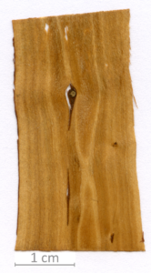 035_XT0014XX sezione longitudinale tangenziale