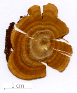 035_XT0014XX sezione trasversale